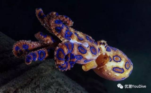 其中,海百合墨鱼(crinoid cuttlefish),蓝环章鱼(blue ringed