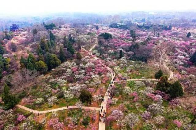 南京梅花山有"天下第一梅山"之誉,与上海淀山湖梅园,无锡梅园和武汉