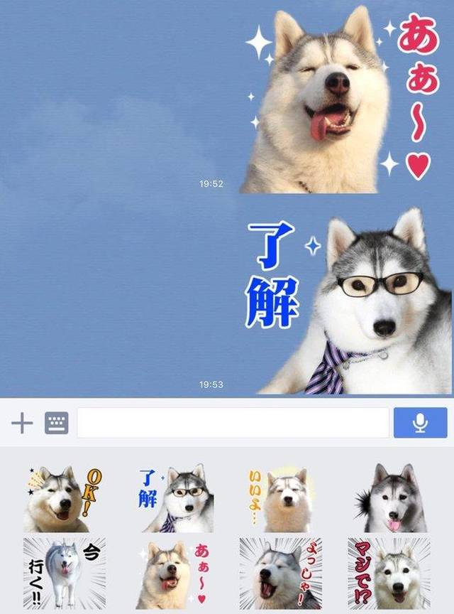 一被主人摸摸就笑到眯眯眼,哈士奇的表情变化让人瞬间
