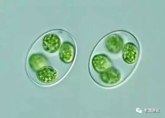 卵囊藻  常见的浮游绿藻