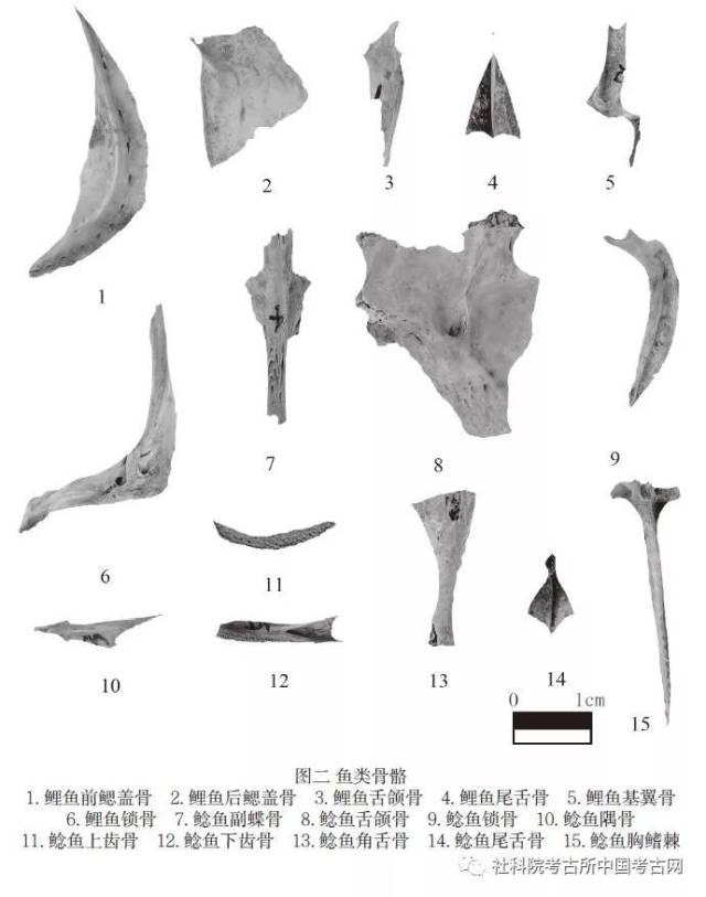 云南西山天子庙遗址出土的动物骨骼遗存研究