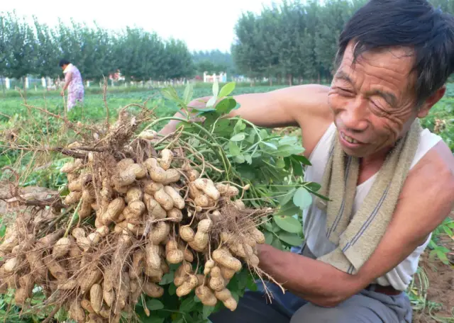 花生要高产,施肥与用药技术要掌握好