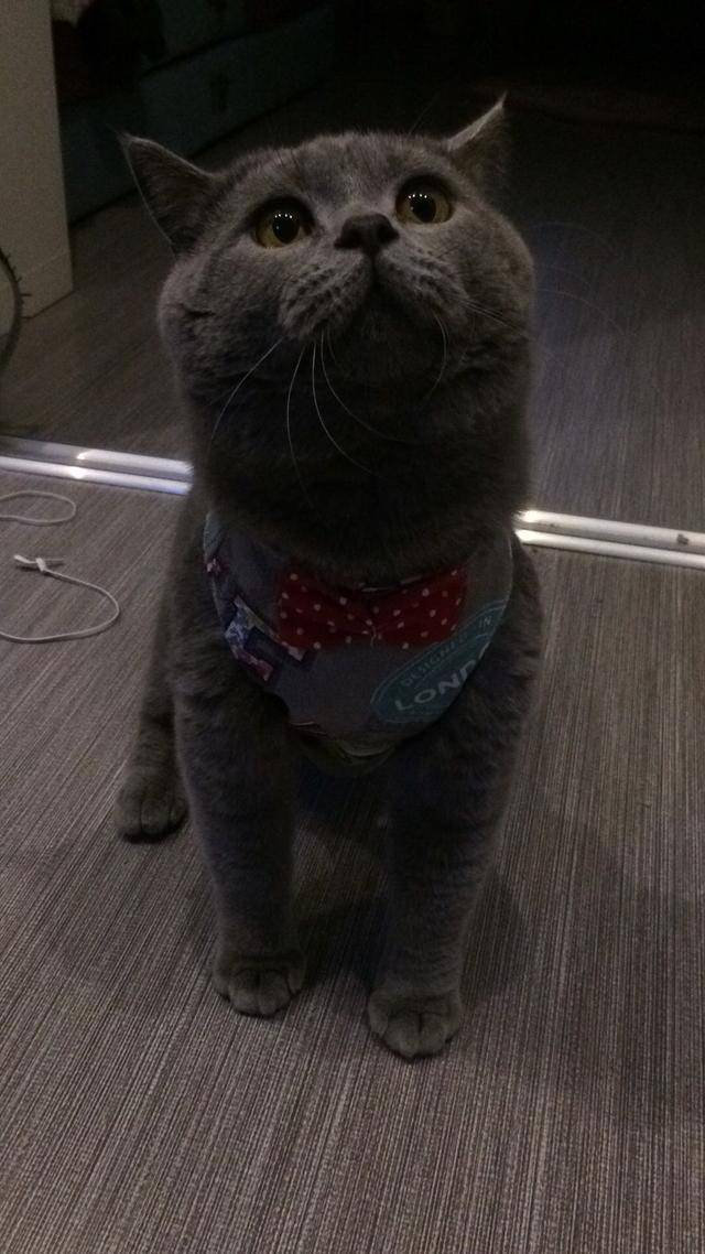 买来一只蓝猫,喂养两年后,噩梦就开始了,家人劝她丢了这个畜生
