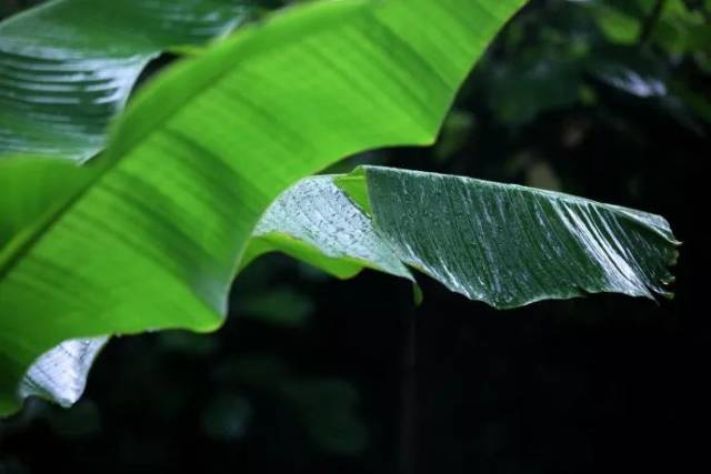 在江南锦溪住过几日,蜿蜒石桥,莲叶接天,却终不忘寒山寺的那几丛芭蕉