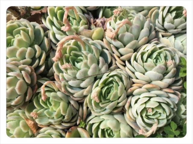 墨西哥雪球echeveria mexican snowball景天科拟石莲属多肉植物