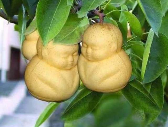 2分钟告诉你:传说中的千年人参真的会跑?说出