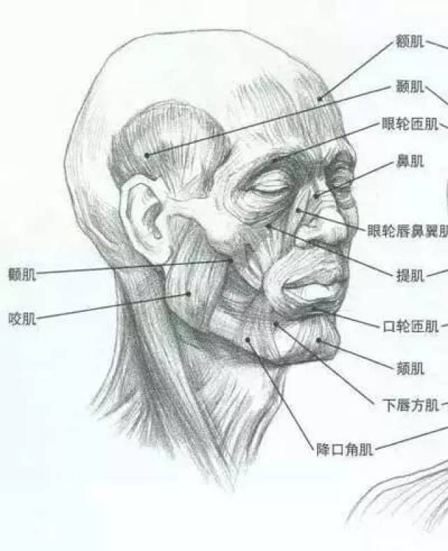 三庭五眼是丈量头像比例的标准