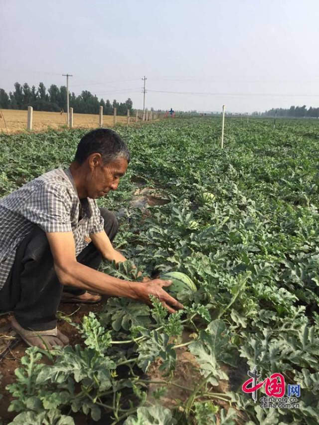 当地农民种植西瓜采用传统技术,用种子直接种植,不用嫁接苗(农民称为