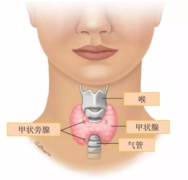 钙水平偏低 ●甲状旁腺激素水平偏高–甲状旁腺激素(也称"pth")是