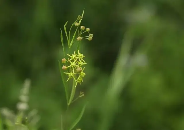 原来在《仙剑奇侠传》中 每一个角色的名字都代表着一种植物呢 徐长卿