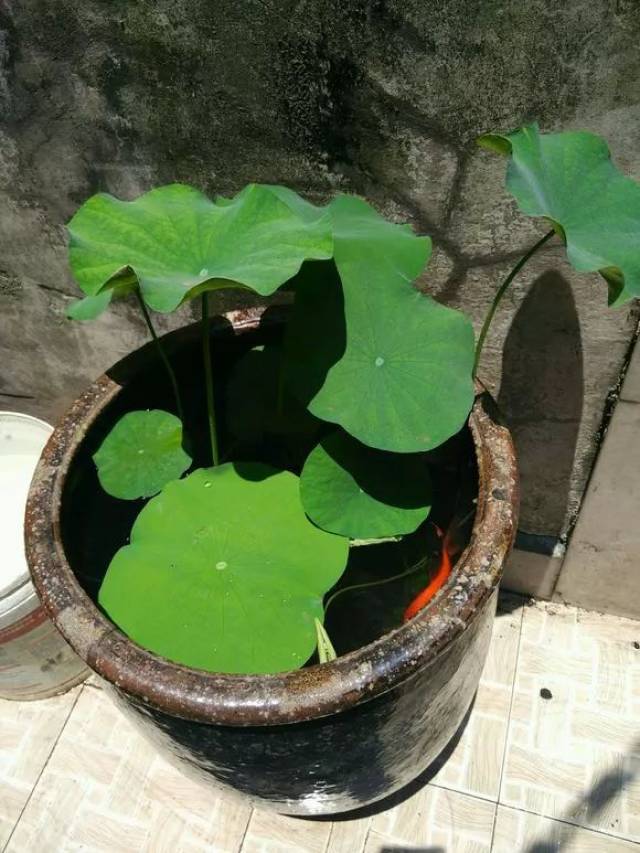 古法养鱼选盆及饲养方法