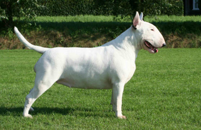 宠物狗品种图片大全及名字?500元以下的宠物狗?