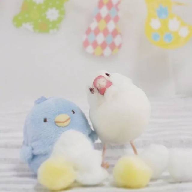 天啦,连一只文鸟都比我会看镜头