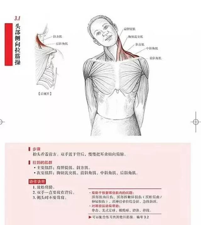 颈部放松解剖图解