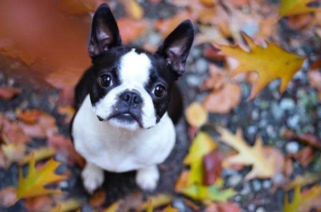 "我知道这狗,这狗叫…叫斗牛犬!" 波士顿梗哭倒在旁边 | 每日午间报