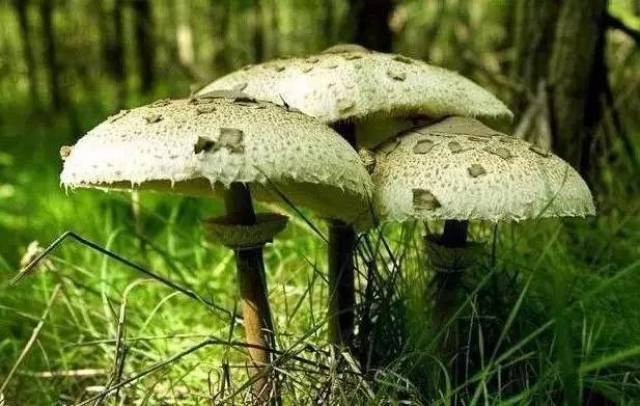 铅绿褶菇(有毒)