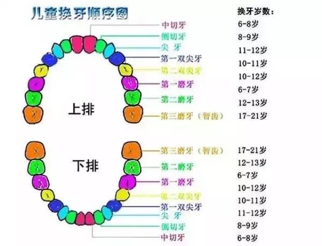 孩子乳牙掉了别再傻傻丢了,储存下来可救命!