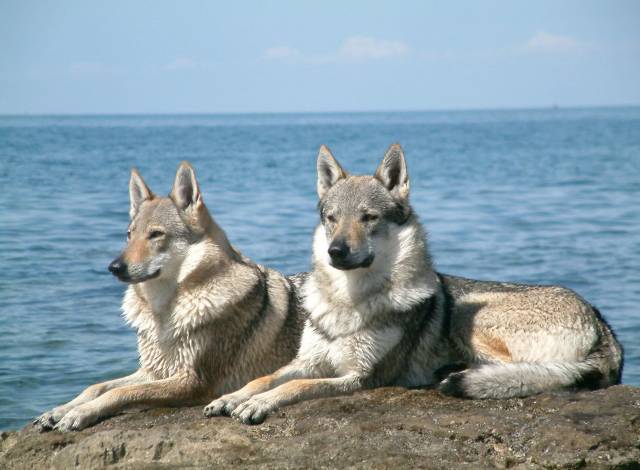 德国牧羊犬又叫德国黑背,也就是我们常说的大狼狗,不过人家这可不是