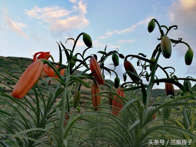 中国百合之都 兰州七里河西果园镇的百合花 含苞欲放中