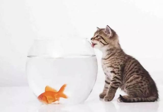 "猫爱吃鱼",你已经被骗了多久?