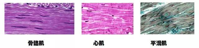 在显微镜下,骨骼肌和心肌细胞都成横纹状,所以被称为横纹肌,横纹肌