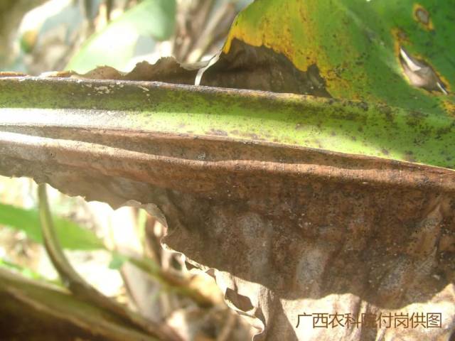 作物病害|香蕉黑星病有哪些危害及防治方法
