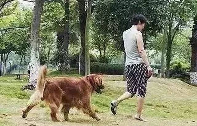 半月内云南连发2起遛狗不拴绳纠纷,网友炸锅:狗可以不