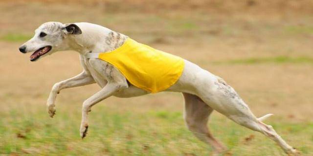 比特犬排名_比特犬血统排名配图(2)