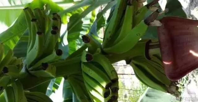 香蕉病虫害防治和缺素的特征