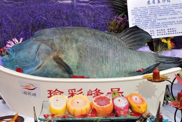 特大苏眉鱼 规格:50-80斤  售价:约500元/斤 head wrasse 苏眉