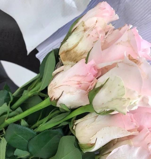 这个 花萼,花枝,花瓣全军覆没!
