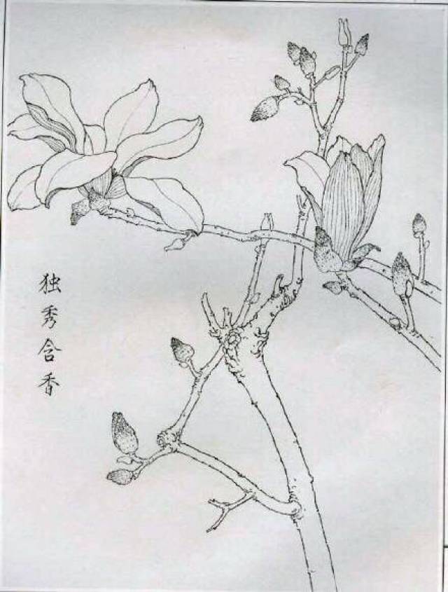 国画技法」工笔玉兰的绘画技法步骤!