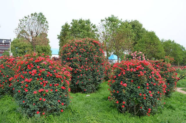这些藤本造型月季 月季花球美上天了!
