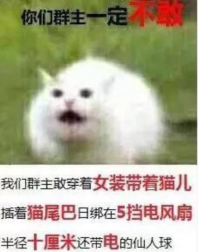 都什么傻屌群友,群主越来越厉害了.