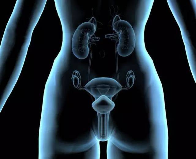 女人年轻的源泉——子宫