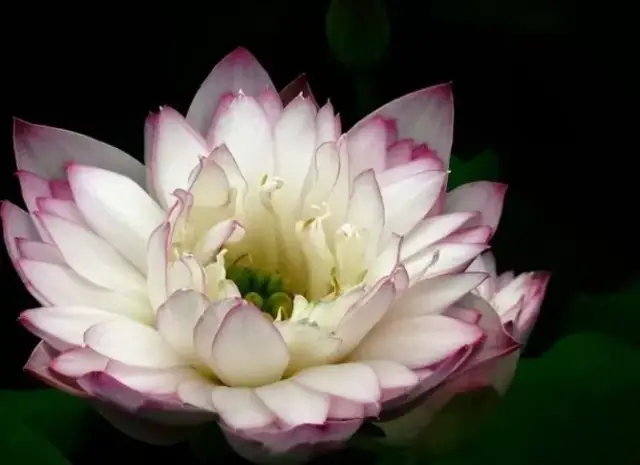 佛教珍品观赏莲花:千瓣莲