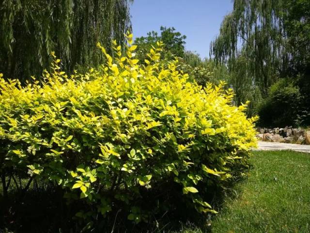 绿树繁花,来听六月兰理工校园里的植物密语