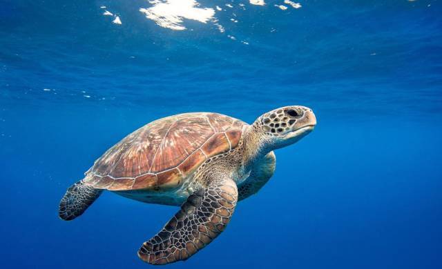 【速戳】端午节攀枝花人全在这里,上千种海洋生物等你看!