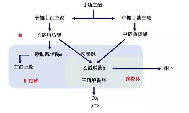 6,引发甘油三酯升高方面的比较