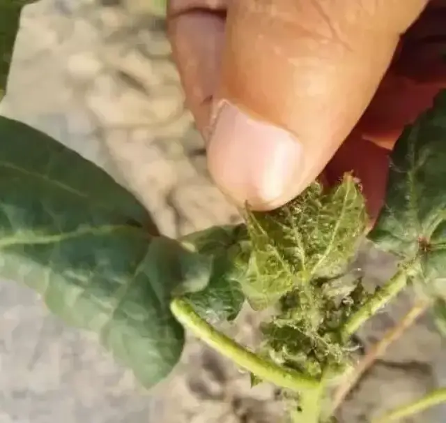 棉花头水何时浇,管理种植来看这里