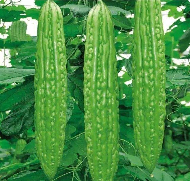 当酷夏有了苦瓜,一定要知道:自苦不以苦人,有君子之德