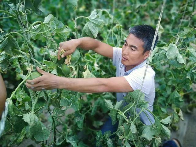 6月13日,安塞区坪桥镇马家源村种植的大棚小瓜成熟,吸引不少市民前来