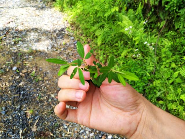 这种乡下的野草,能吸收黄金,还能入药,被称为"吸金草"