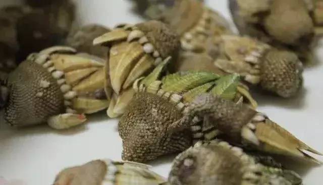 最近慎食贝壳类海产品!浙江海域进入赤潮高发期!一旦中毒你要这样做!