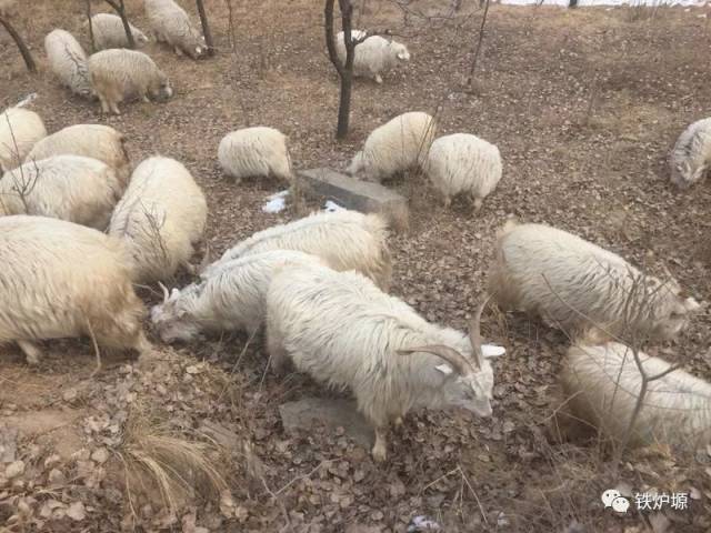 白世强||陕北羯羊