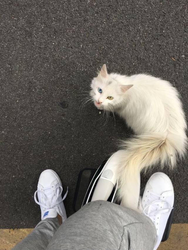 去健身的路上被一只流浪猫赖上,带去医院后,才知道它碰瓷的原因