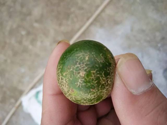 发生初期可选用联苯·虫螨腈,多杀霉素,多杀·吡虫啉,乙基多杀菌素等