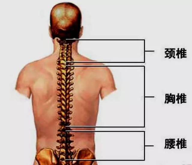 05椎间盘是脊梁骨的重要保护装置 如上图所示,人的背脊梁由颈椎,胸椎