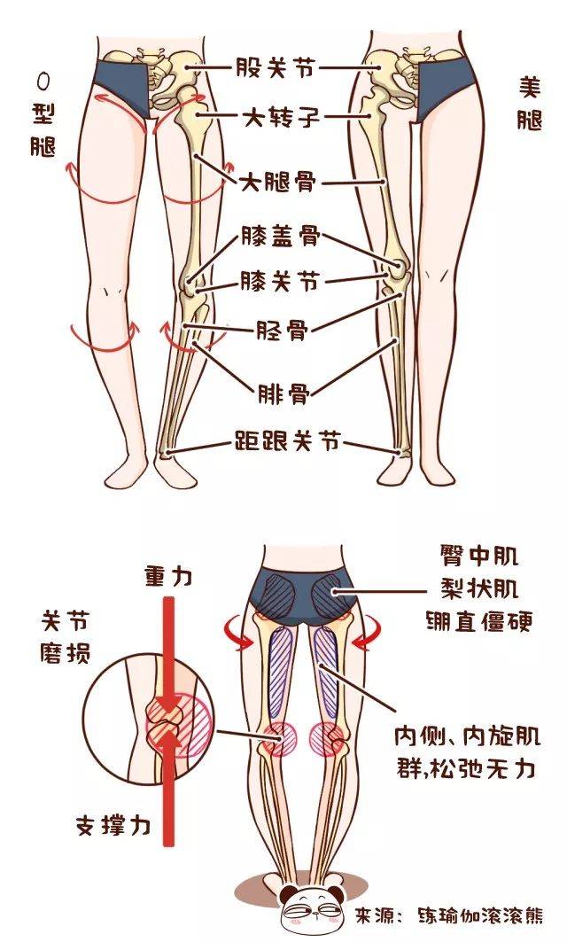xo型腿:一方面是胫骨前肌力量弱,导致小腿后侧肌肉太紧张,小腿后侧紧