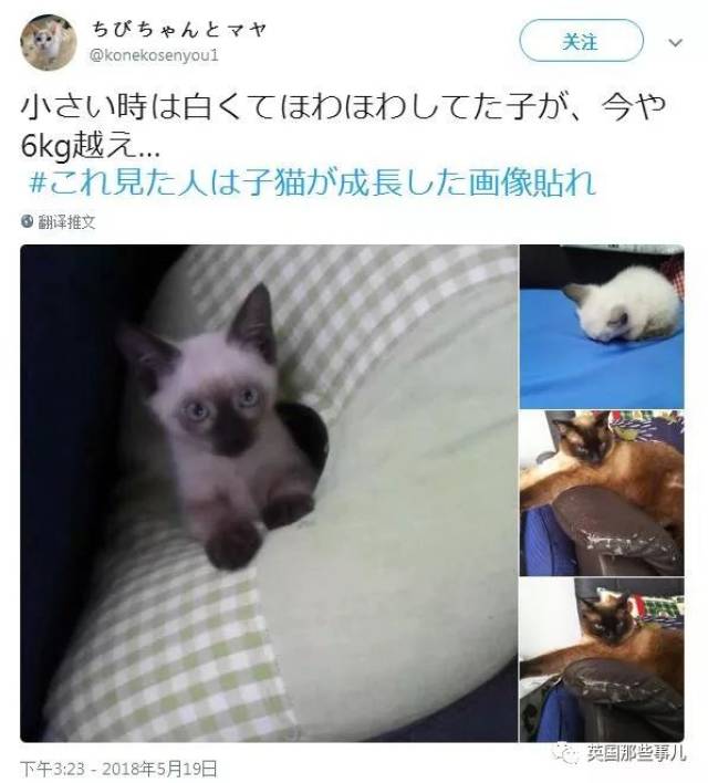 岁月这把无情刀,糊了暹罗的毛,肥了橘猫的腰,幻灭无数小奶猫